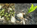 How to planting coconut tree fast and new technology 100%
