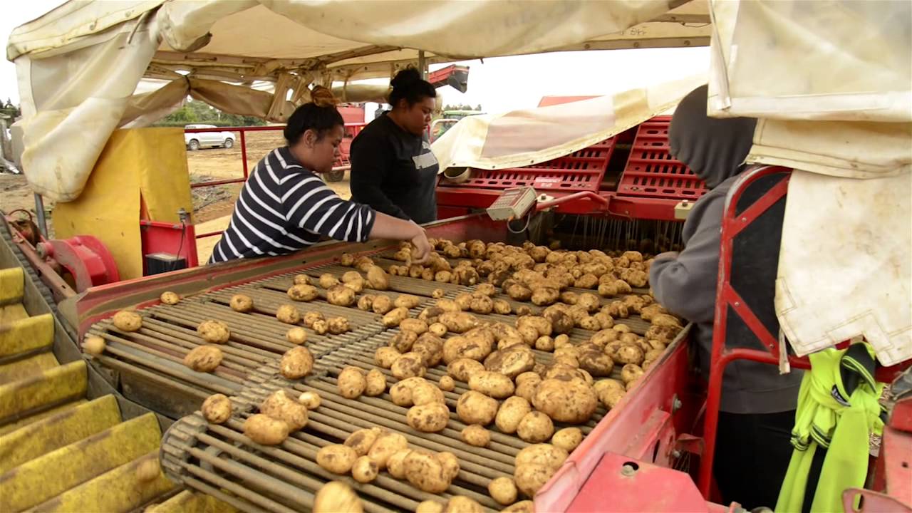 Potato Breeding for the Processing Industry