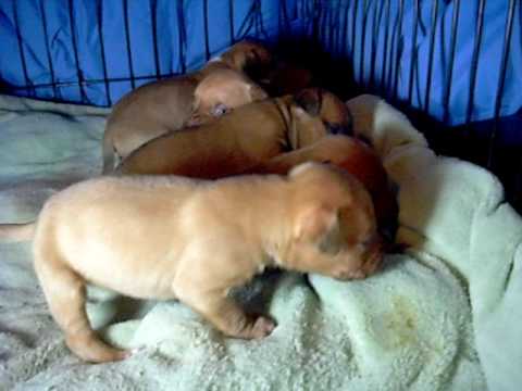 redboy jocko puppies for sale