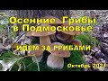 ОСЕННИЕ ГРИБЫ В ПОДМОСКОВЬЕ ОКТЯБРЬ 2021 🍄 БЕЛЫЕ ГРИБЫ