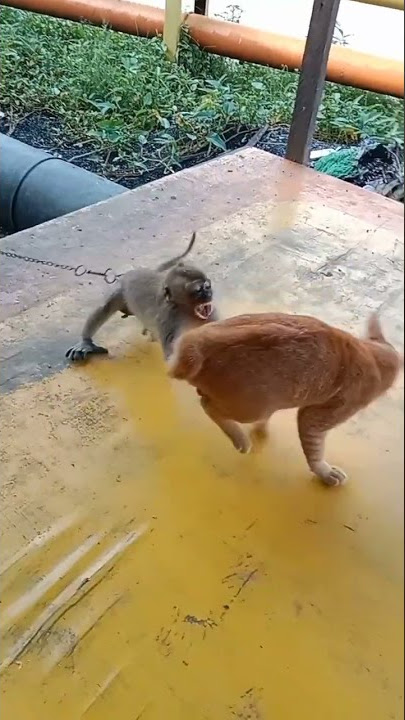 monyet vs kucing