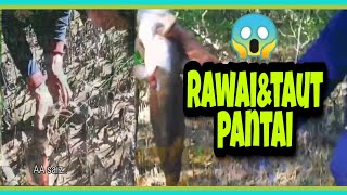 Merawai Dan Menajur Sembilang  #Longlinefishing #sembilang #BorneoSebangan
