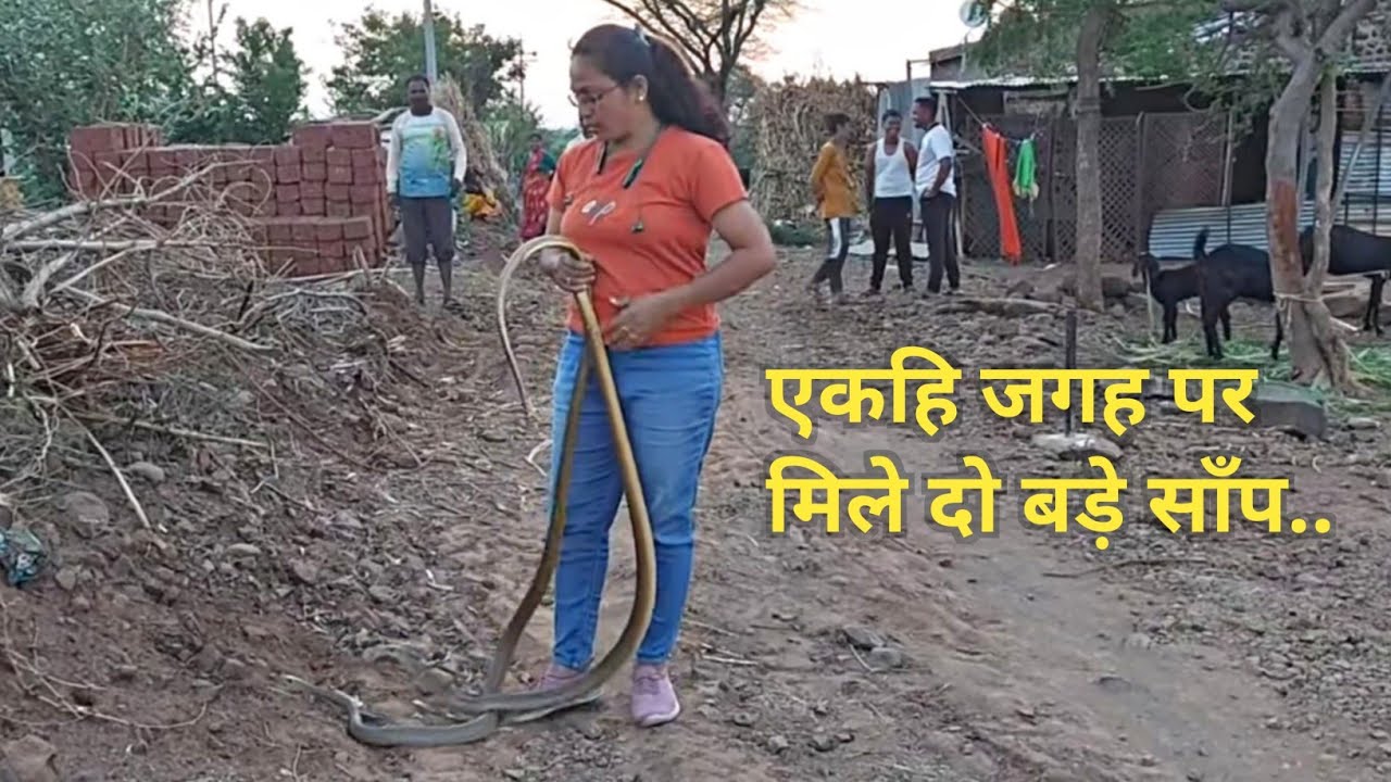 एकही जगह पर मिले दो बड़े सांप.. 