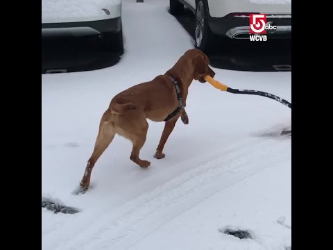 Video: Suņa, kas ir bijusi apsargā, vairāk nekā 600 dienas vēlas nojaukt sniegu šovasar