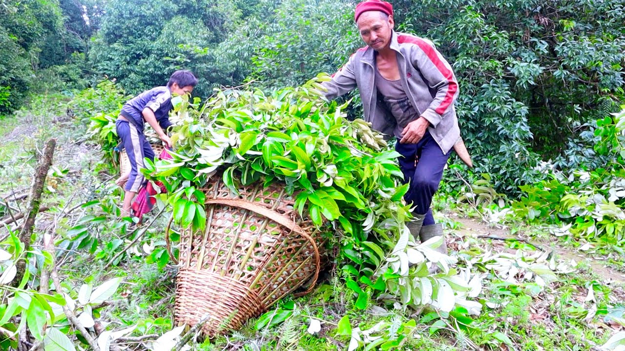 jungle man and his daughter cutting green leaves || 