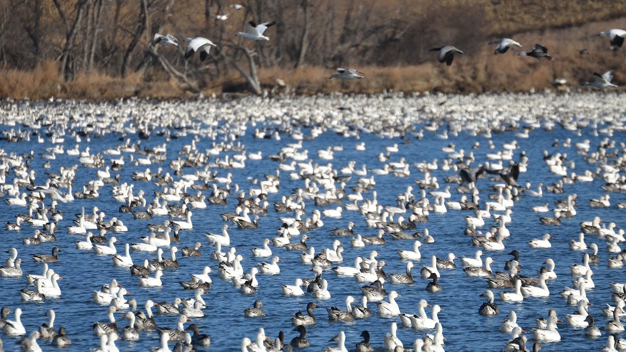 hunting simulator pc Spring Light Goose Conservation Season North Dakota 2015 (Subcaption) : NDGNF