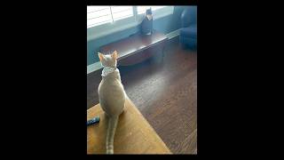 Lily’s looking outside and Romeo’s looking at Lily and outside. Lily’s looking outside and Romeo’s looking at Lily and outside.