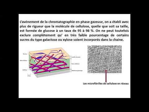 Vidéo: Différence Entre La Chitine Et La Cellulose