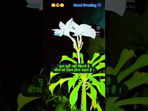 good evening 🌆#viral #trending #short #video
