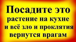 Посадите это растение на кухне и всё зло вернутся врагам. Какие цветы нельзя держать в доме