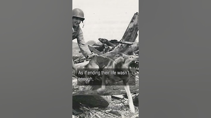 Soviet Anti-Tank Dogs In World War 2