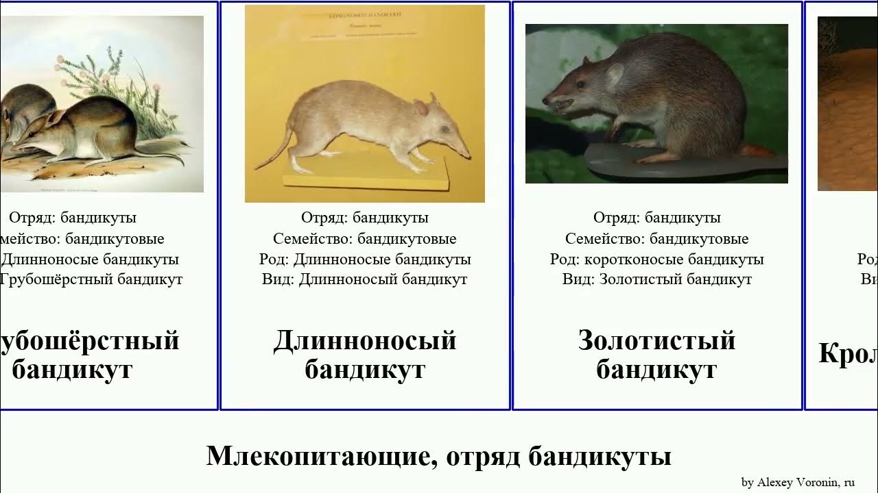 Свиноногий РО