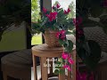 Cozy Interior Glow Up 🌿 Stylish Amazon Home Finds!