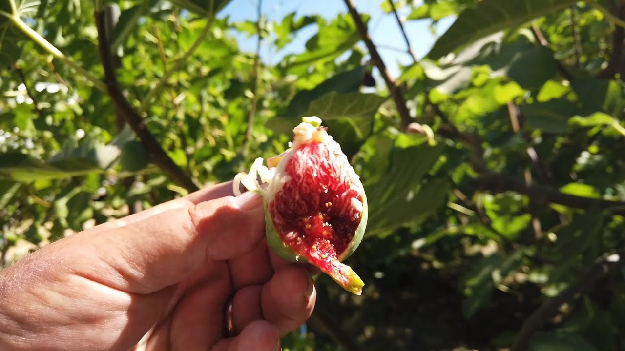 От Сен Жауме Гран Фиг