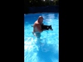 Bandit in the pool 1st time with daddy summer 2013