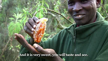 The story of Mount Elgon Ogiek (Sabaot, Kalenjin sub-tribe), #Askaridaktari Tv.