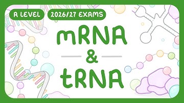 A-Level Biology - mRNA & tRNA | Messenger RNA & Transfer RNA
