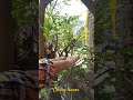 curry leaves #food   #tasteofindia #gardening