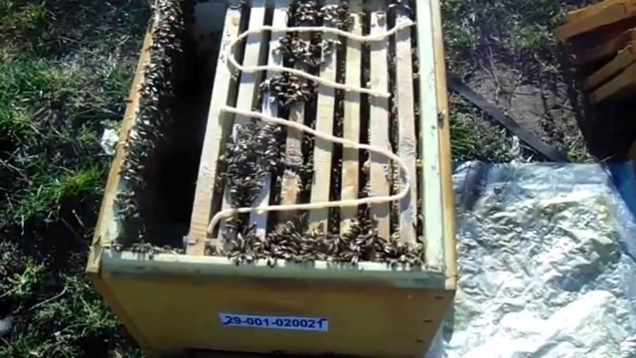 Stupina ApiMar - 09 - gestionarea ramelor cu hrana pentru iernat - 27/10/2015