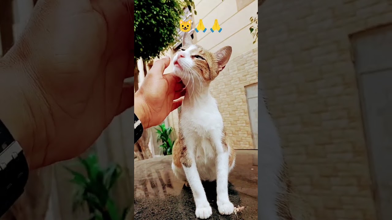 may cat super😺🙏🙏 