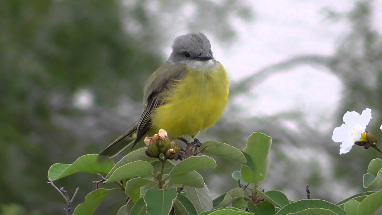 Backyard birding Couch's kingbird calling