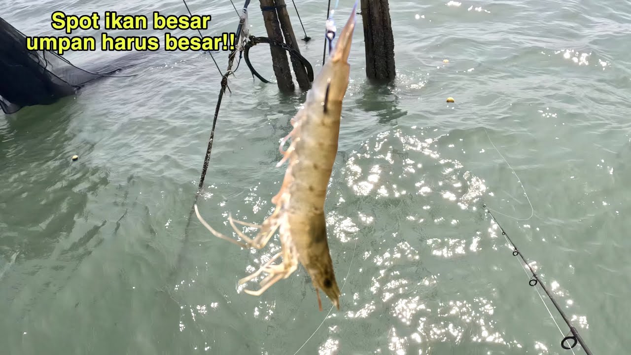 TERNYATA SARANG IKAN BESAR!!! Mancing kakap putih