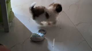 Omee's Toy Surprise: Unwrapping Joy from Friend Ranveer | #shihtzu #puppy #petlover #gift