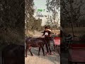 jhota shok farming..jhota buggi ki race #viral #video#shortsvideo