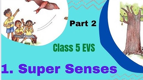 Class 5 | EVS | CH 1 | Super Senses | Part 2