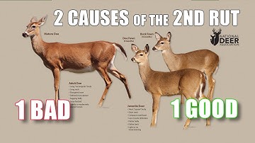 Two Causes of a "Second Rut" – One Good, One Bad. How to Tell Which One You Are Seeing.