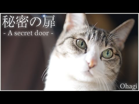 猫と秘密の扉