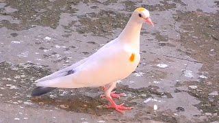 Пискуны как КОРАБЛИ!!! Baby pigeons are like SHIPS!!!