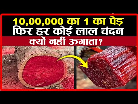 वीडियो: लाल लकड़ी का पेड़ कैसा दिखता है?
