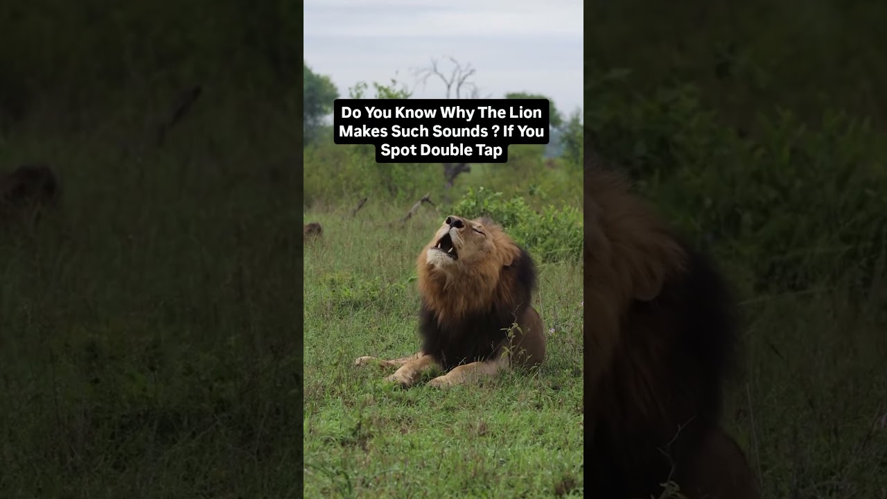 Can you see what happened with lion? 