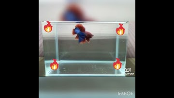 Fighter Fish mass Fighting😎😎😎