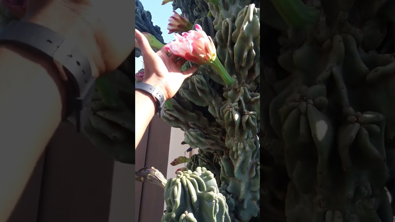 NuNca TiNha ViSto ,cacto MoNStRo Desse TaManho ,CoM FloReS 🐶❤🌵🐲🌺🌻🤔👏Thor 🐕❤🏡🙏