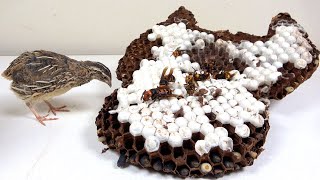 オオスズメバチの巣に大興奮するウズラ