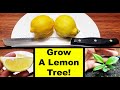 How To Grow A Lemon Tree From Seed In 2020