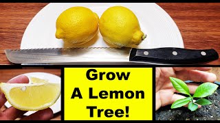 How To Grow A Lemon Tree From Seed In 2020