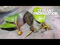 ZZ PLANT PROPAGATION WITH RESULTS (ZAMIOCULCAS ZAMIIFOLIA) | Leaf And Stem Cuttings