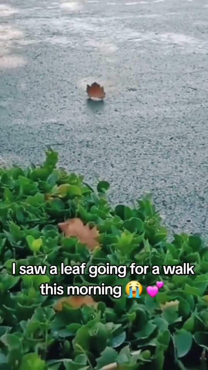 Bro was like time to go on a walk