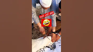 طريقة ذبح الأغنام 