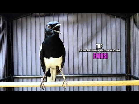 MATERI KACER X ANIS KEMBANG