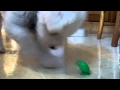 Dog plays with a toy frog, very funny and cute video