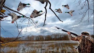 SOLO MALLARD LIMIT on a STRONG NORTH WIND DAY! Duck Hunting 2025