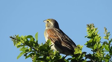 DICKCISSEL