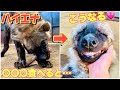 【驚愕】ハイエナに骨丸ごと牛テールあげたら至福の表情に…【ASMR】I'm glad to give the hyena a cow's tail