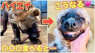 【驚愕】ハイエナに骨丸ごと牛テールあげたら至福の表情に…【ASMR】I'm glad to give the hyena a cow's tail