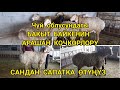 ЧҮЙДӨГҮ~БАКЫТ БАЙКЕНИН~АРАШАН КОЧКОРЛОРУ~САНДАН САПАТКА~1ЖАШ КОЗУ 100-120КГ.