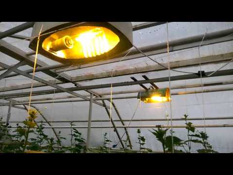 Технология выращивания огурцов в теплице зимой